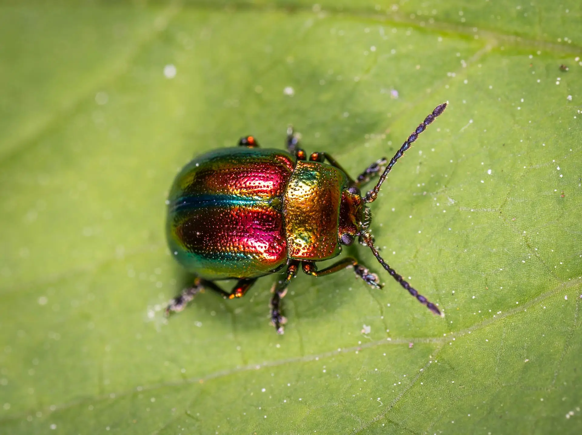 A close-up of a metallic rainbow-colored beetle on a green leaf. The beetles iridescent shell displays hues of green, red, and gold. It has long antennae and small legs, and the leaf surface shows subtle veins and texture.